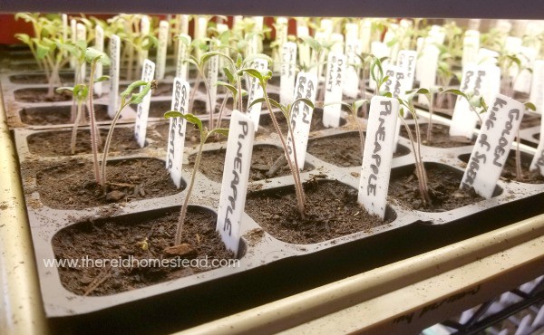 tomato seedlings growing under lights