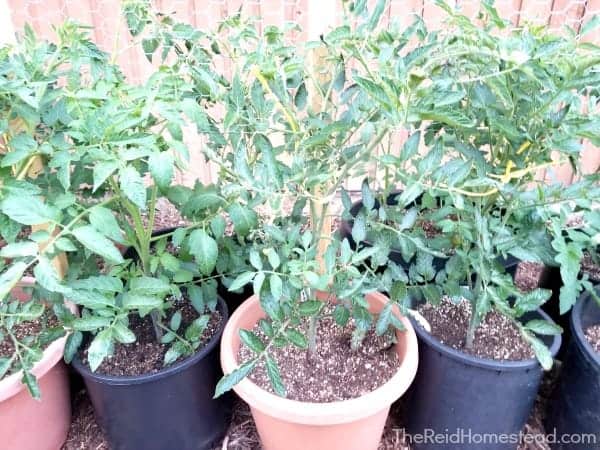 tomato plants growing in pots