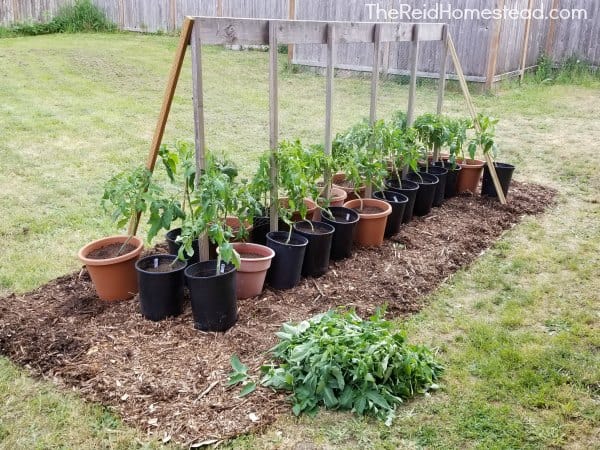 How and Why You Should Prune Tomato Plants