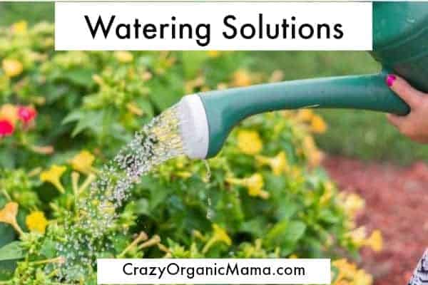 watering can watering garden
