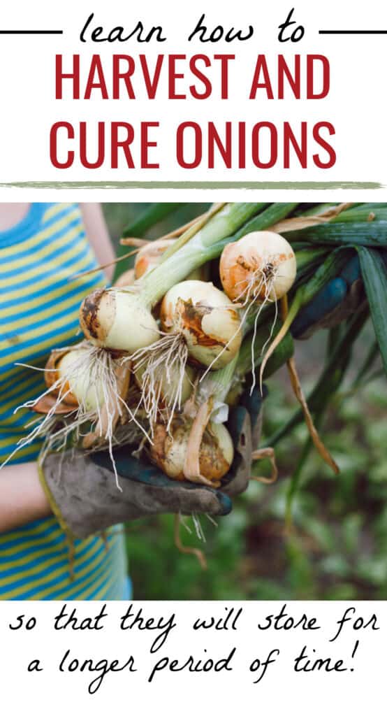 a woman holding a bunch of just harvest onions, text overlay Learn How to Harvest and Cure Onions