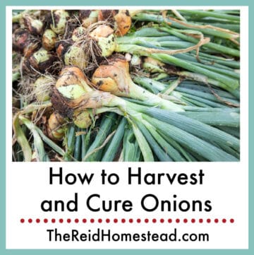 a bunch of just harvested onions laying in the dirt, text overlay How to Harvest and Cure Onions