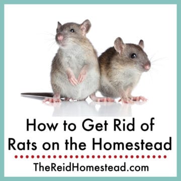 close up of a pair of rats with text overlay How to Get Rid of Rats on the Homestead