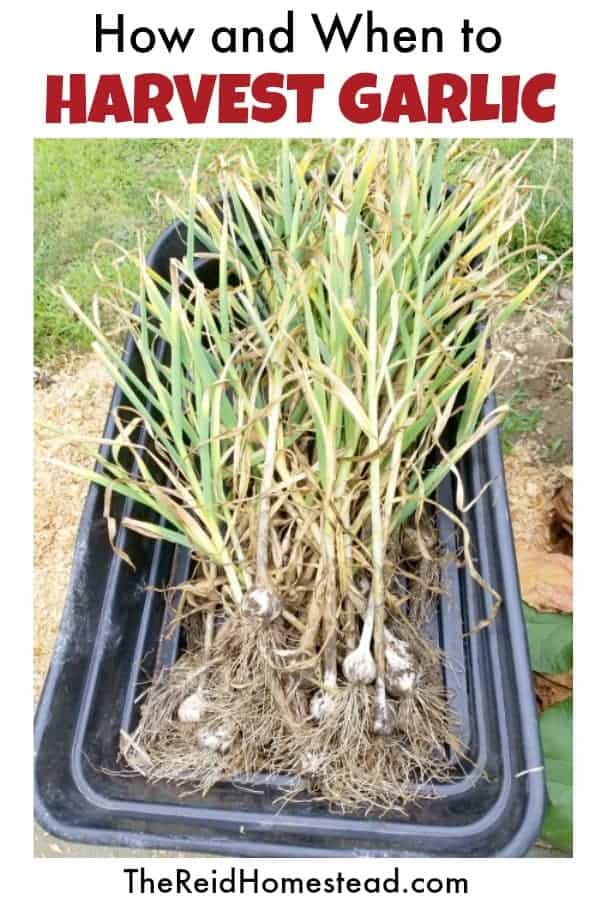 wagon full of freshly harvested garlic with text overlay How and When to Harvest Garlic