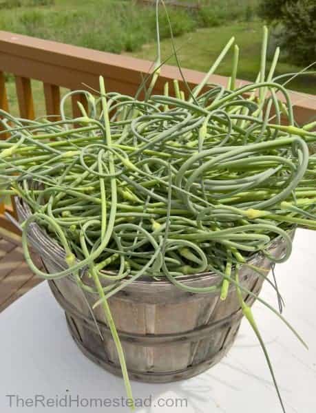 bushel of garlic scapes