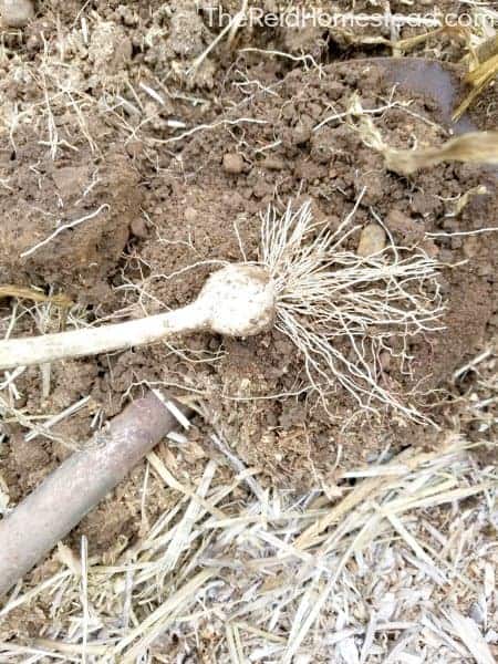 freshly harvested garlic on shovel with dirt