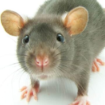 close up of a rat