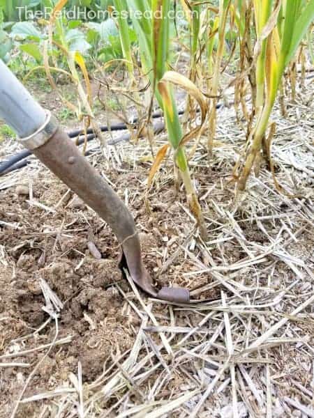 using a shovel to harvest the garlic