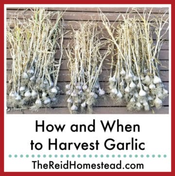 3 bundles of harvested garlic, text overlay How and When to Harvest Garlic