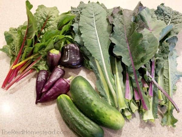 first garden harvest kale swiss chard cucumbers bell peppers