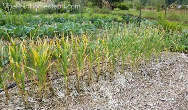 row of garlic in the garden