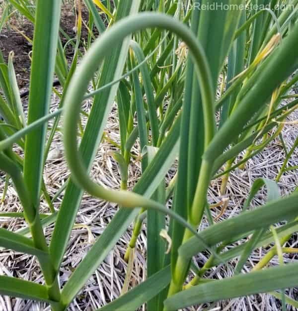 close up of a garlic scape
