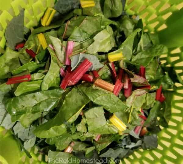 chopped swiss chard and kale in salad spinner