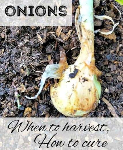 onion with text overlay Onions: When to Harvest How to Cure