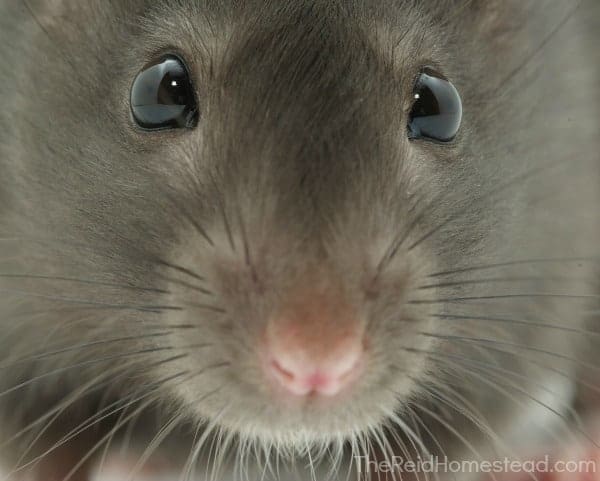 face of a rat
