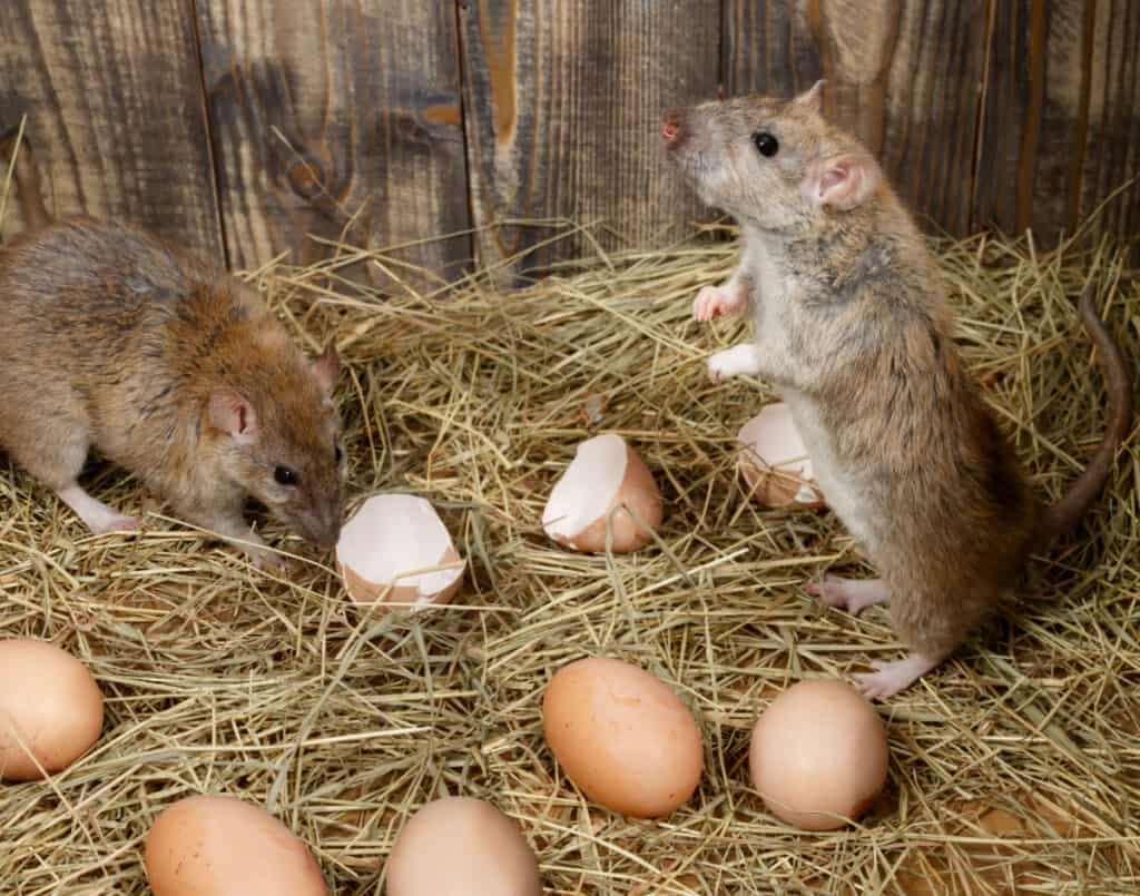 rats eating eggs in a chicken coop