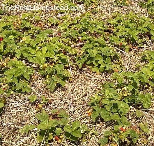 strawberry bed mulched with straw