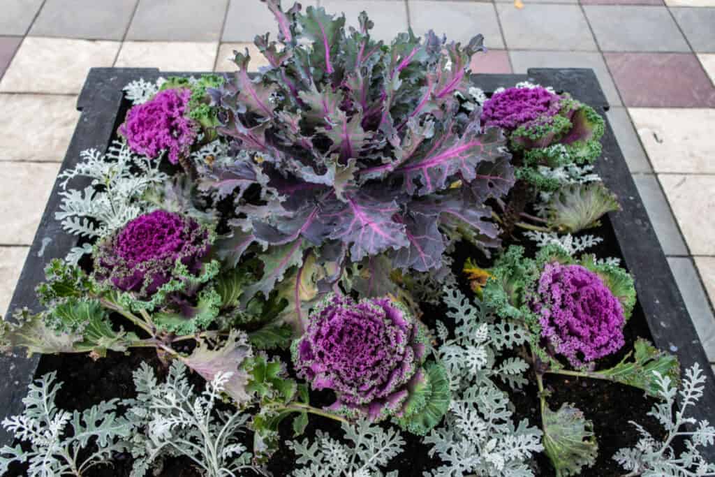 a planting of ornamental kale in a box