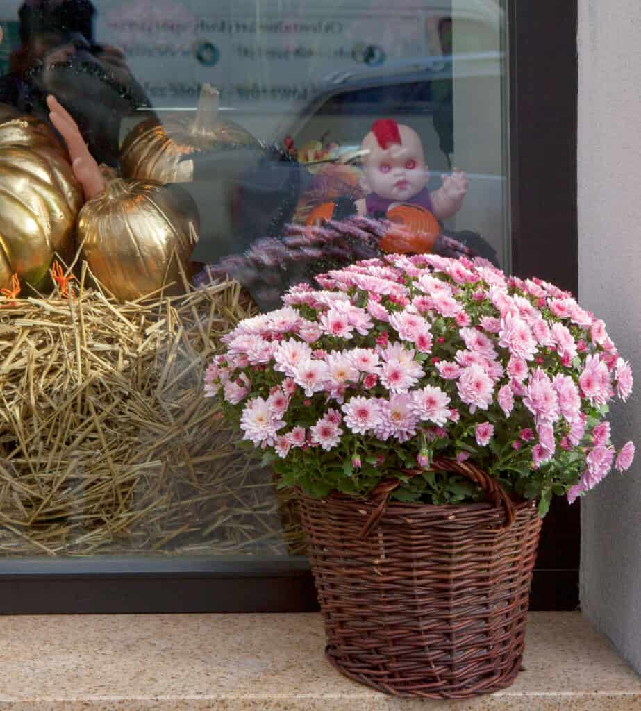 a basket of mums outside an entry window, with a pile of straw, gold pumpkins and a scary doll