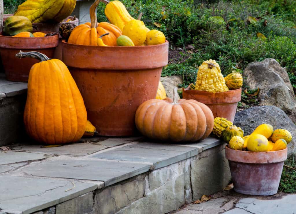 pumpkins and gourds in flower pots on steps