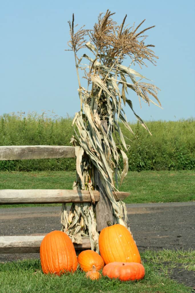 corn stalks tied to a split rail fence with pumpkins at their base