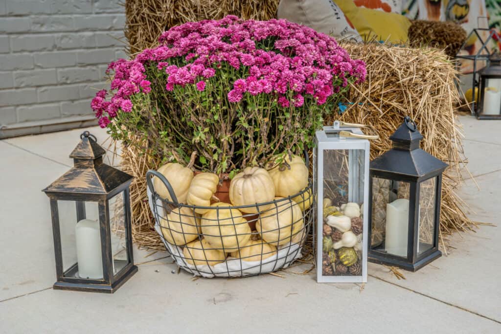 A colorful mum in a basket with mini pumpkins and antique lanterns surrounding with hay bales in the background
