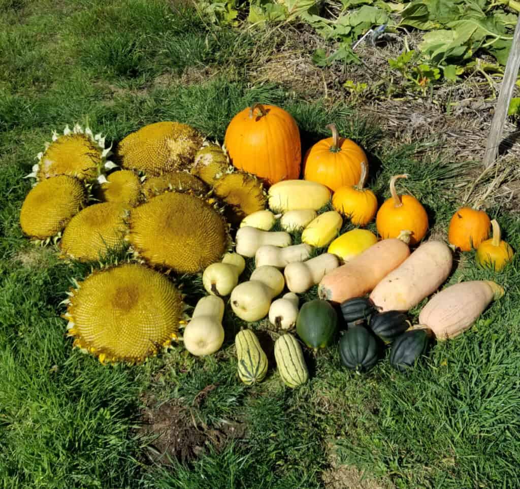 a fall harvest of pumpkins, winter squash and sunflower heads laying in the grass
