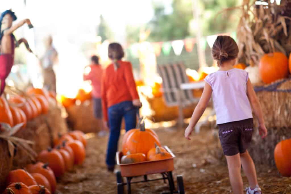 a child pulling a wagon full of pumpkins at a pumpkin patch