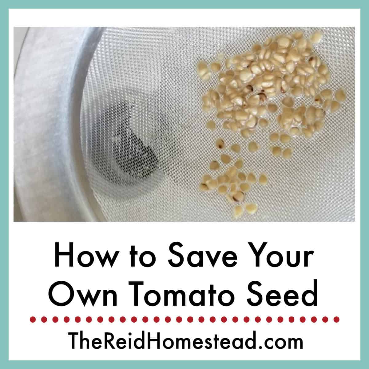 tomato seed in a fine mesh colander with text overlay How to save your own tomato seed