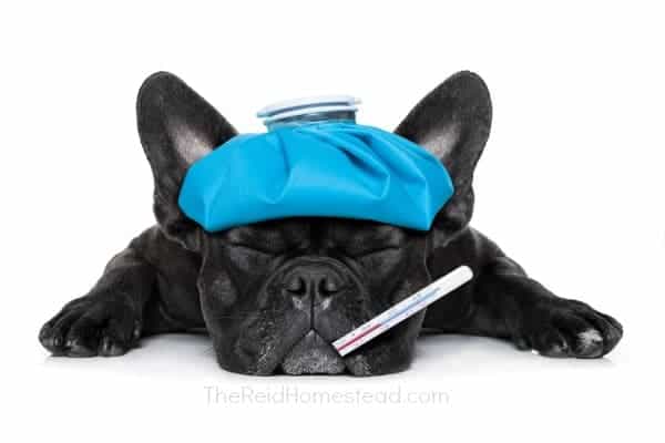 french bulldog dog very sick with ice pack or bag on head, eyes closed and suffering , thermometer in mouth , isolated on white background