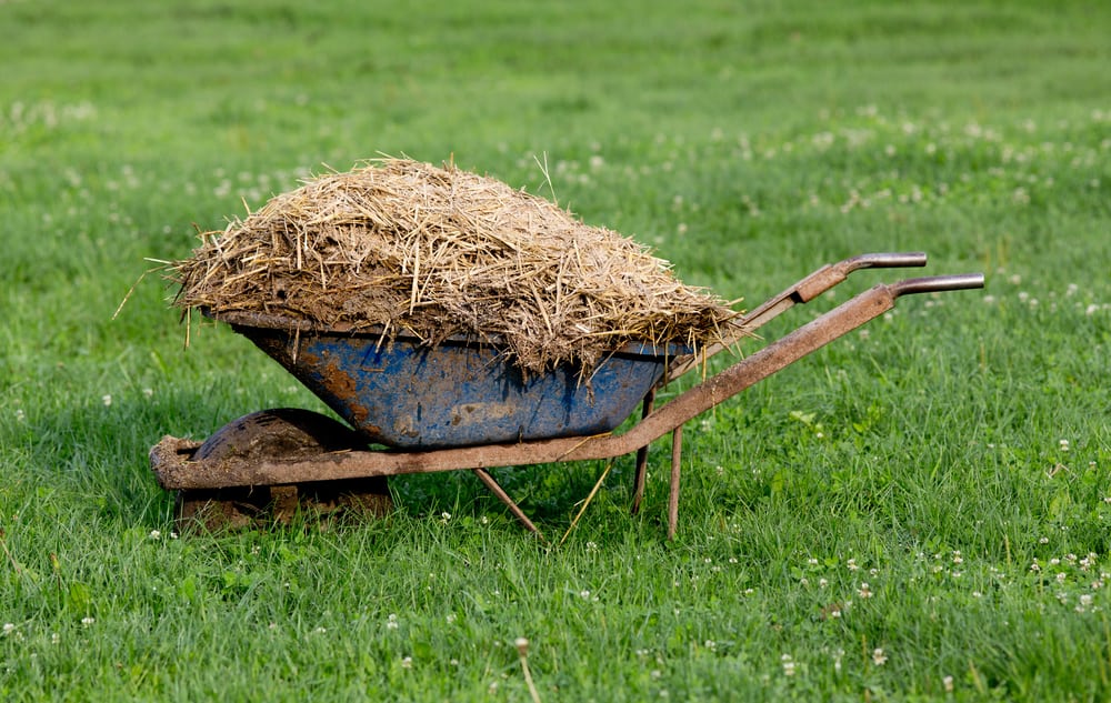 Wheelbarrow with spent straw animal bedding on the grass