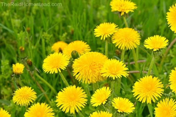 dandelion flowers growing in a meadow to use in a diy salve