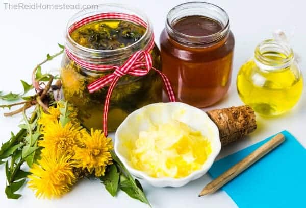 diy dandelion salve