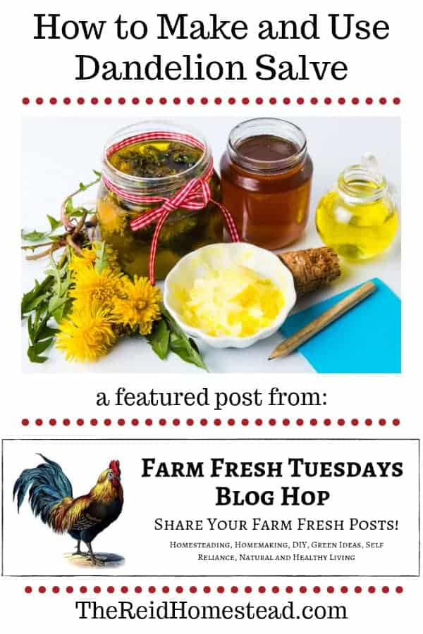 homemade remedies using dandelion with text overlay how to make and use dandelion salve