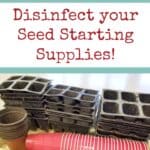 plant flats filled with seed starting 6-packs, 4" pots and solo cups, text overlay STOP! Before you start your seeds, disinfect your seed starting supplies!