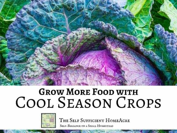 purple cabbage with text overlay grow more food with cool season crops