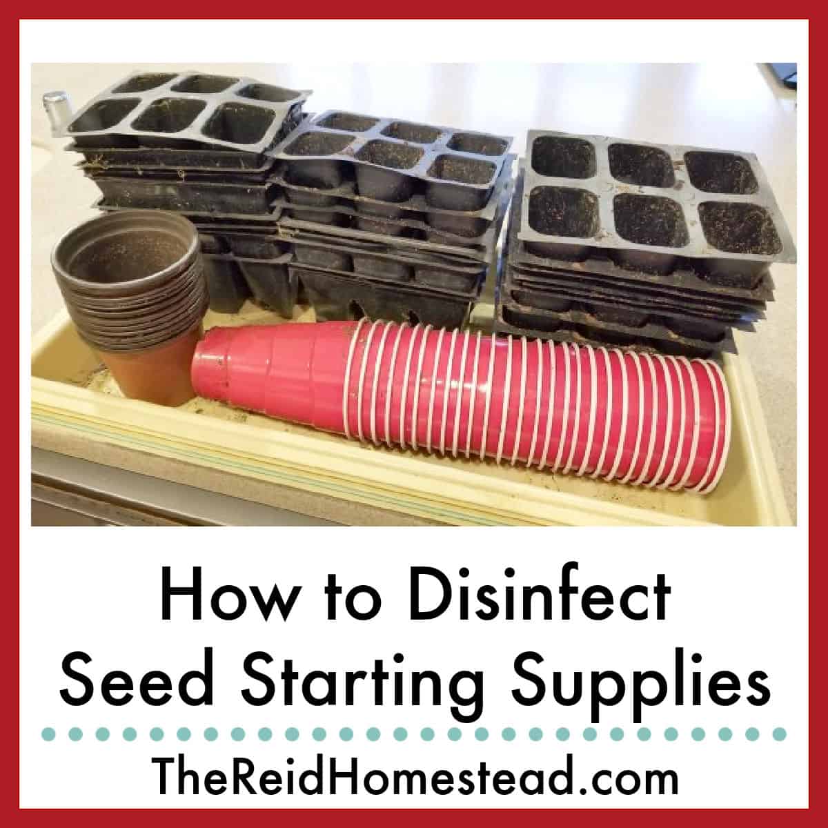 dirty plant trays and seed starting pots and 6-packs, text overlay How to Disinfect Seed Starting Supplies