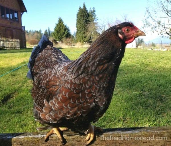 a blue laced red wyandotte hen sitting on a fence