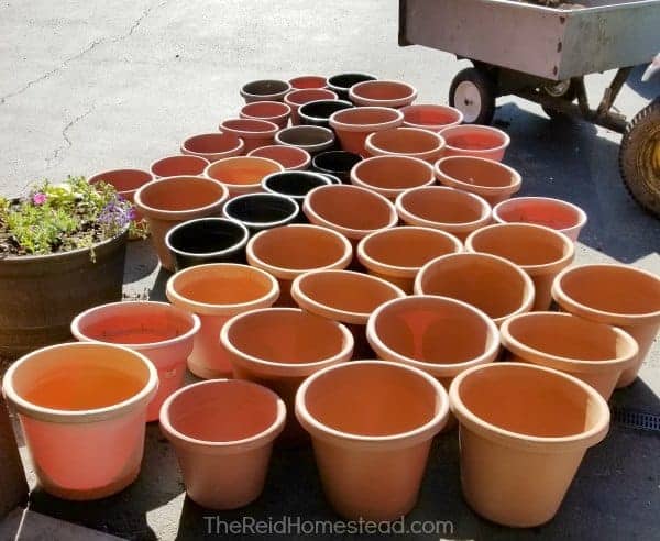 planting pots that have been disinfected, air drying on the driveway