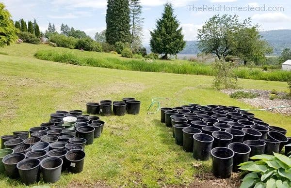 large planting pots displayed on my front lawn