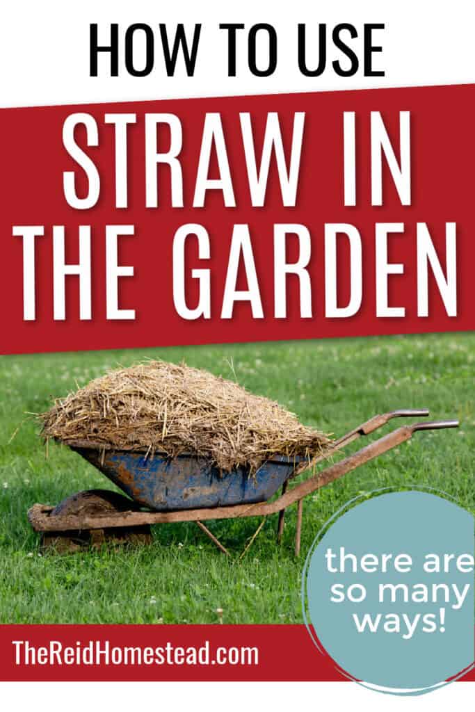 a wheelbarrow full of spent straw parked on the lawn, text overlay How to Use Straw in the Garden