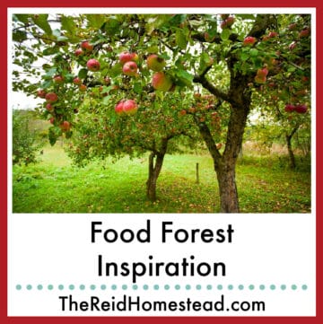 apple trees laden with fruit, text overlay Food Forest Inspiration