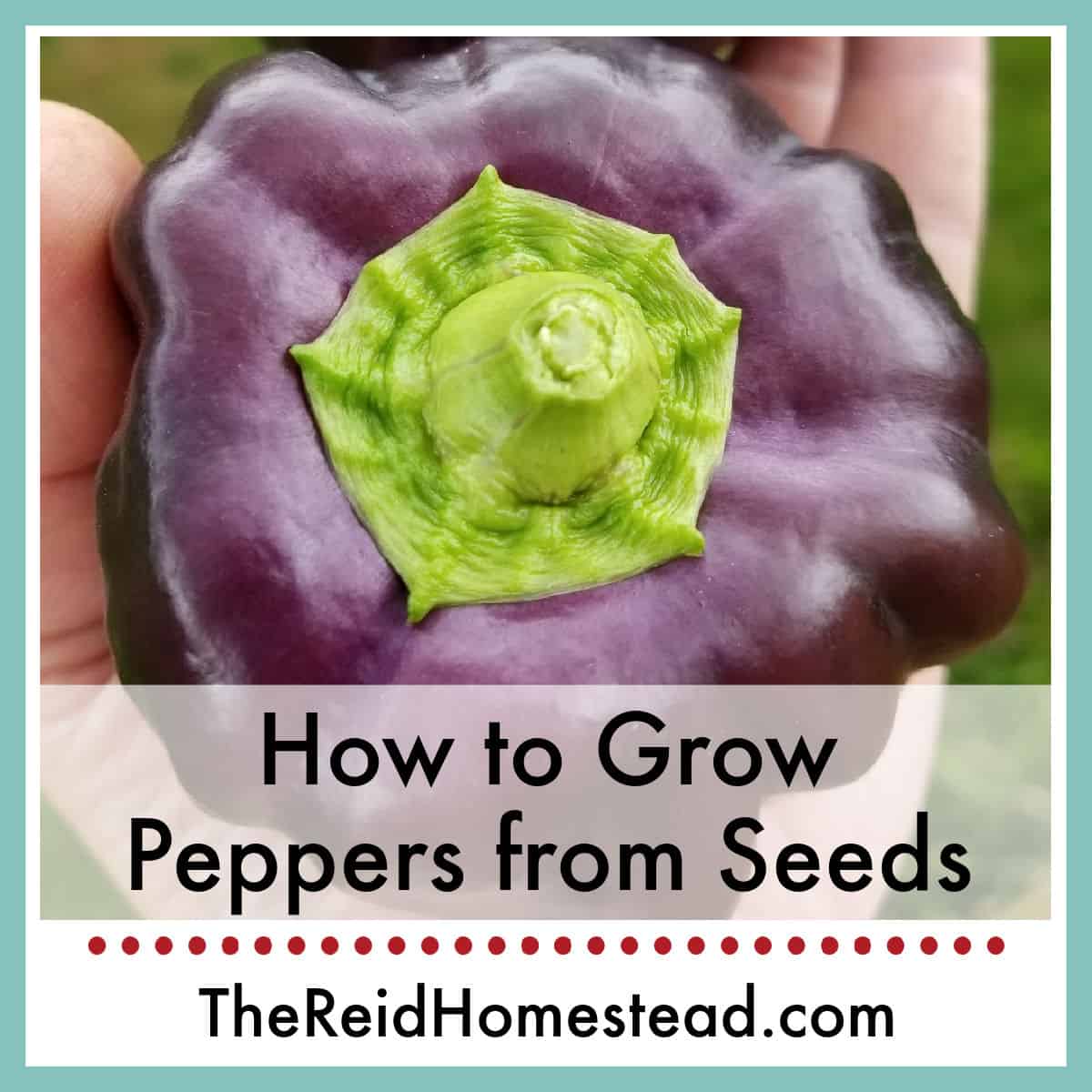 close up of a purple bell pepper, text overlay How to Grow Peppers from Seeds