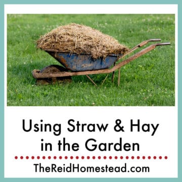 a wheelbarrow full of spent hay with text overlay Using Straw & Hay in the Garden