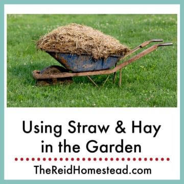 a wheelbarrow full of spent hay with text overlay Using Straw & Hay in the Garden