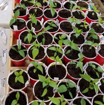 several flats of pepper seedlings transplanted into solo cups