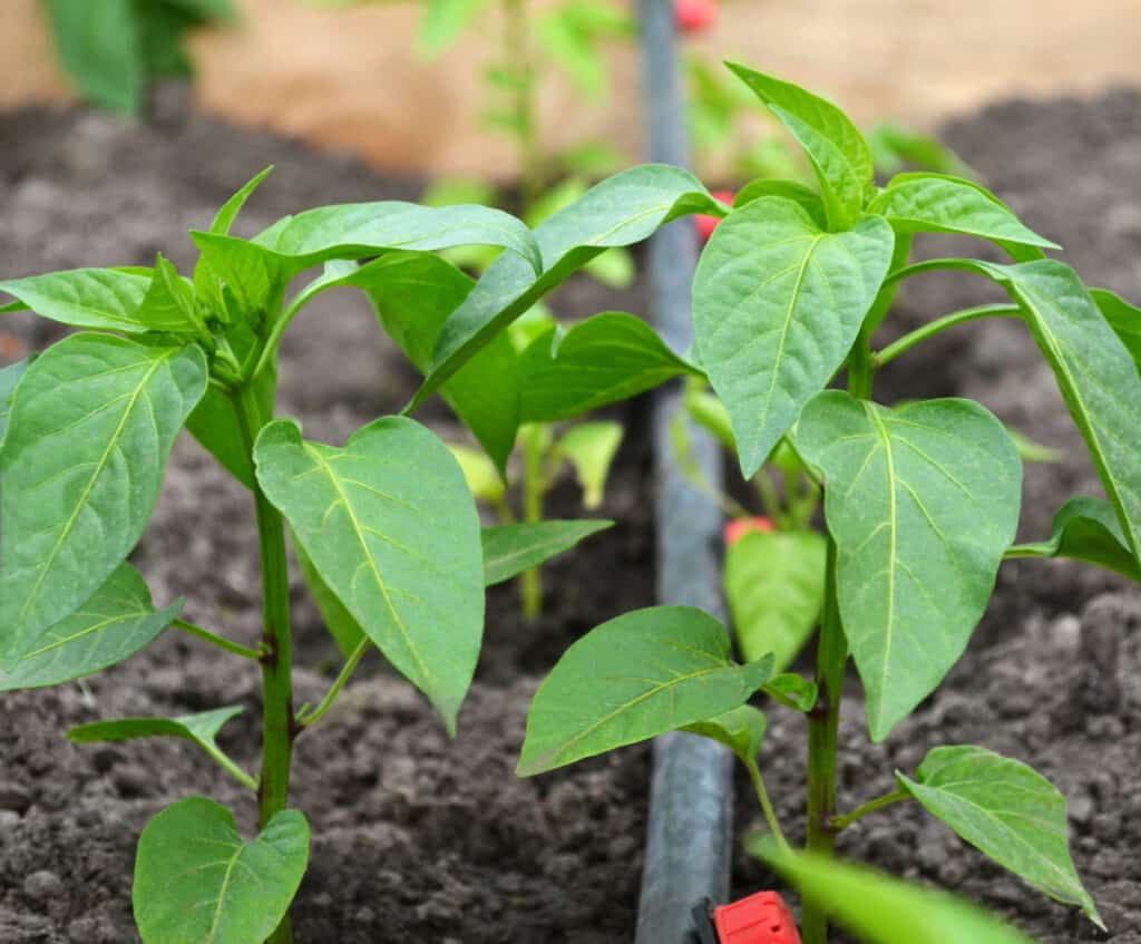 drip irrigation on pepper plants in garden-learn how to grow peppers from seeds