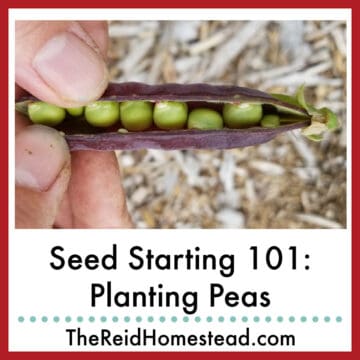 close up of fingers holding open a purple pea pod, text overlay Seed Starting 101: Planting Peas
