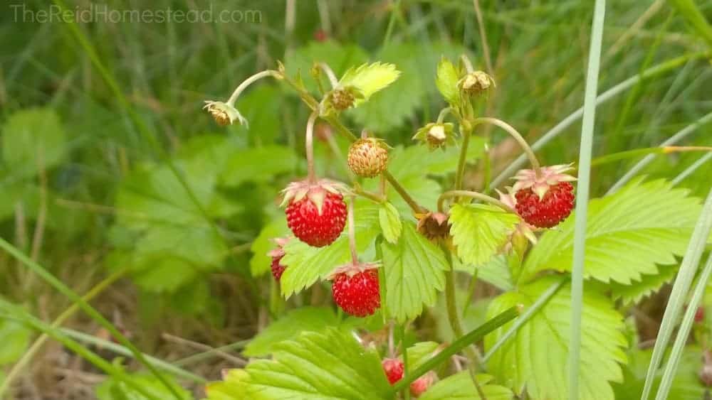 wild berries growing in the food forest