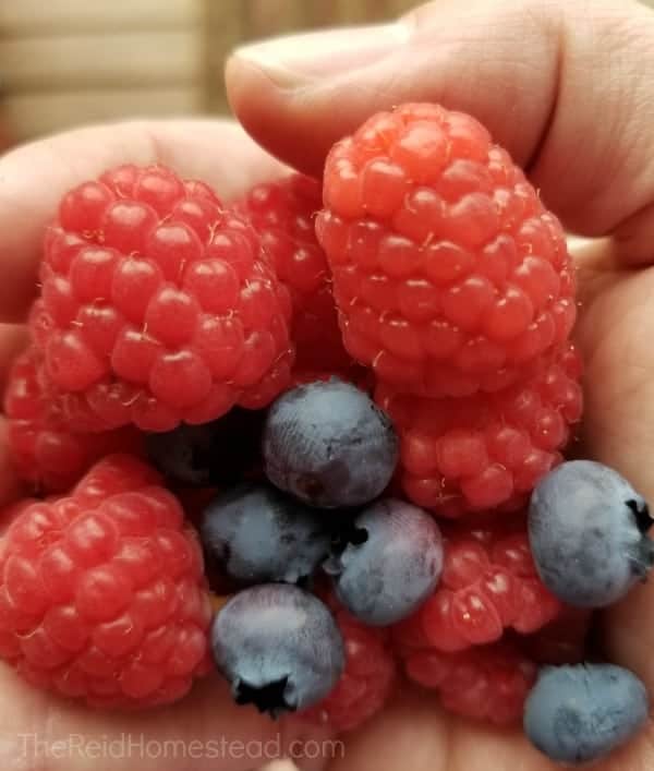 closeup of a handful of fresh raspberries and blueberries